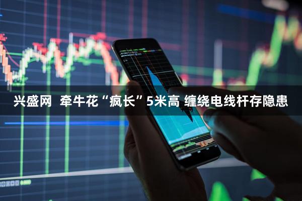 兴盛网  牵牛花“疯长”5米高 缠绕电线杆存隐患